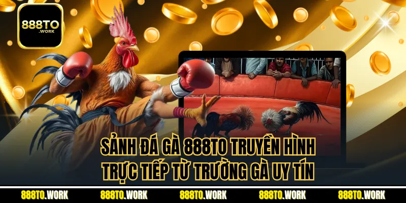 Sảnh đá gà 888TO truyền hình trực tiếp từ trường gà uy tín